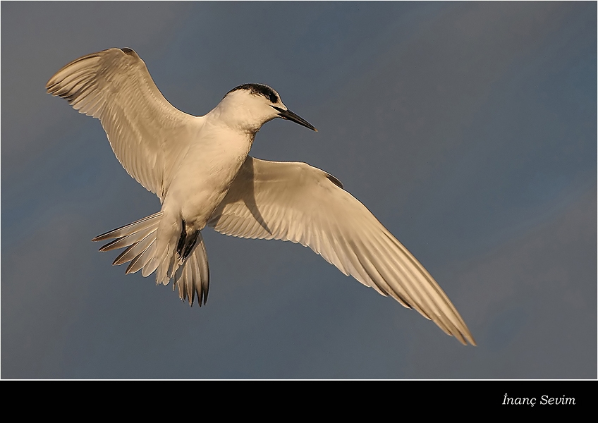 Sandwich Tern