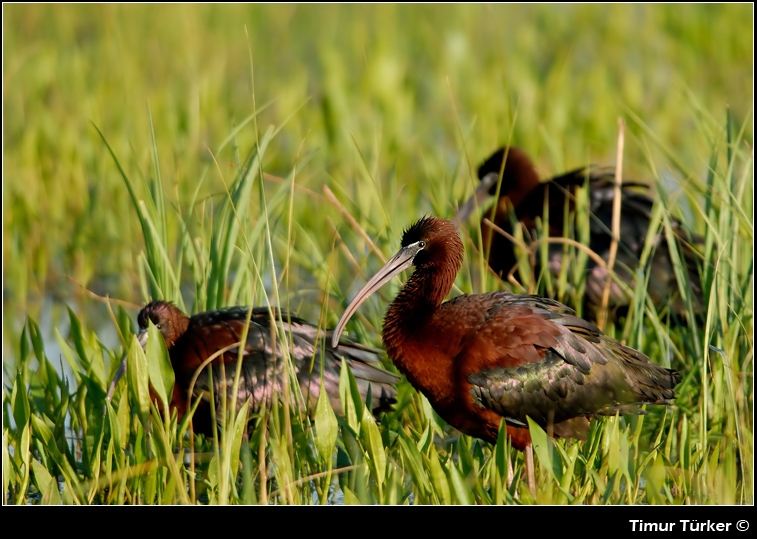 Glossy Ibis