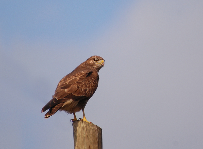 Common Buzzard