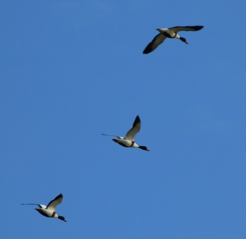 Common Shelduck