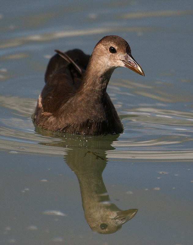 Common Moorhen