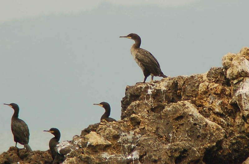 European Shag