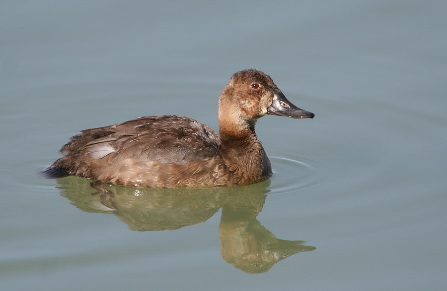 Common Pochard