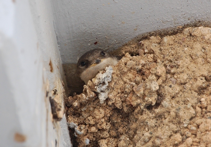 Western House Martin