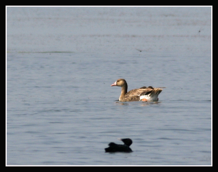 Greater White-fronted Goose