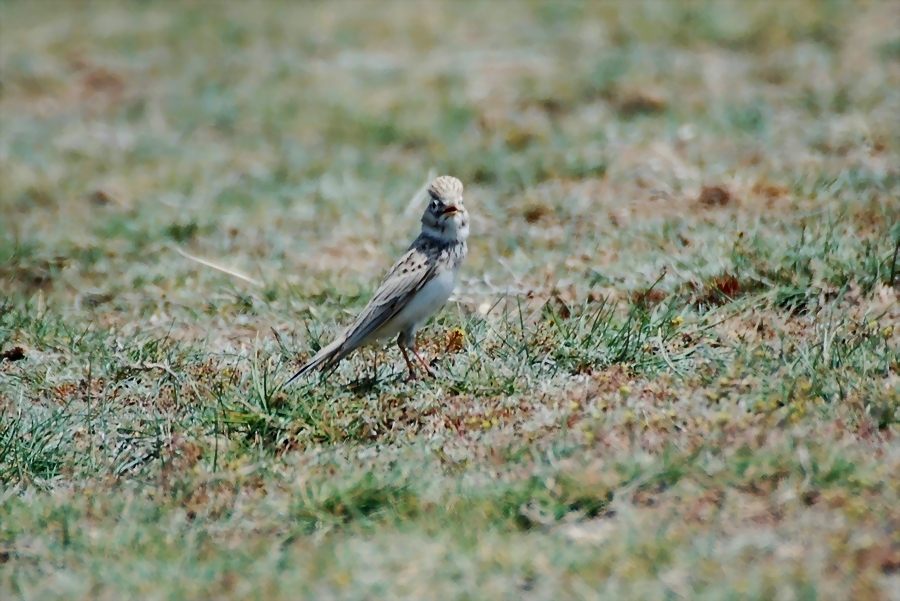 Turkestan Short-toed Lark