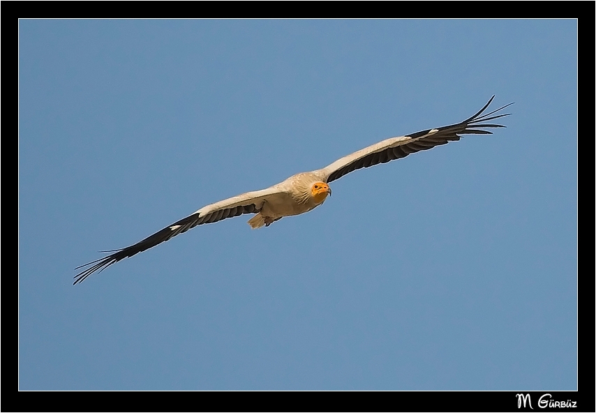 Egyptian Vulture