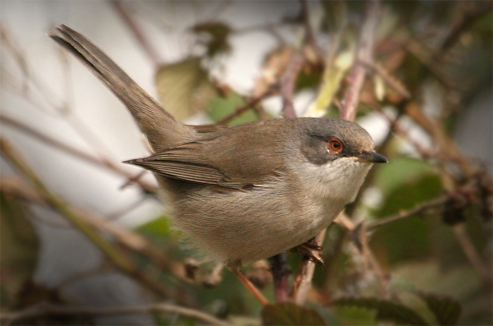 Sardinian Warbler