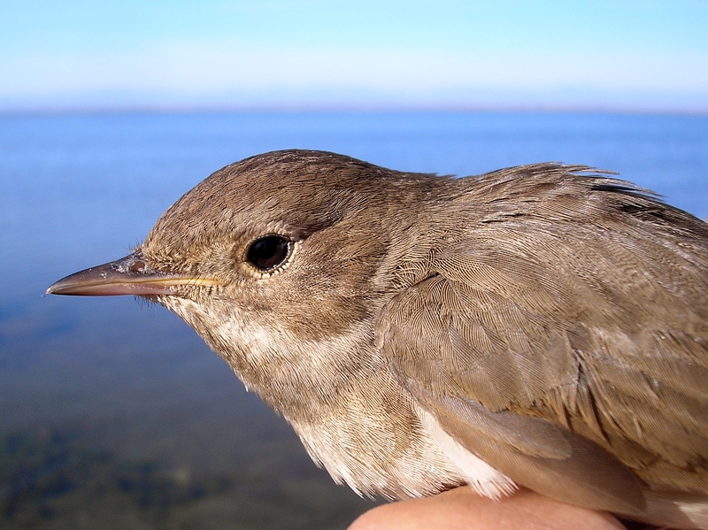 Thrush Nightingale