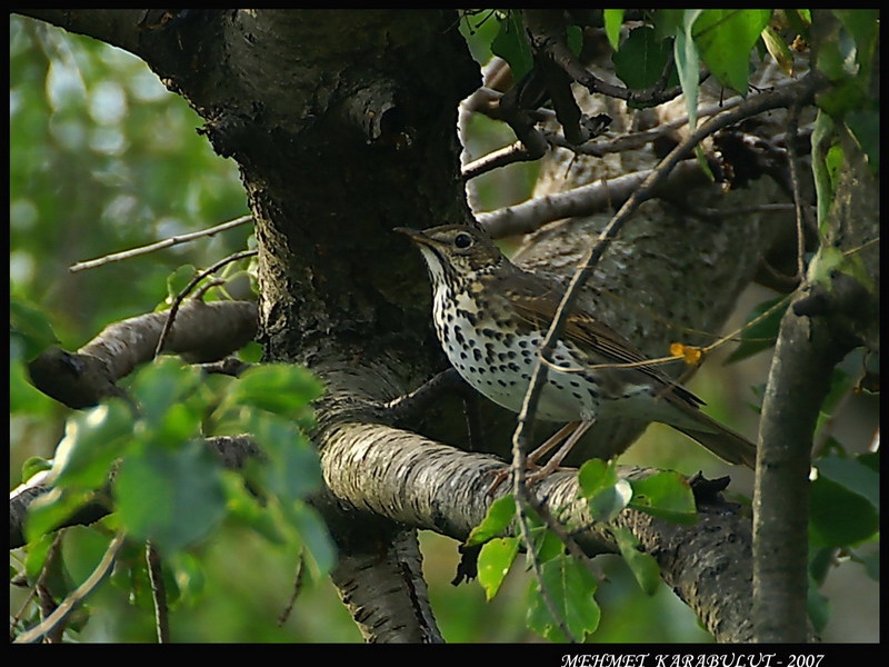 Song Thrush