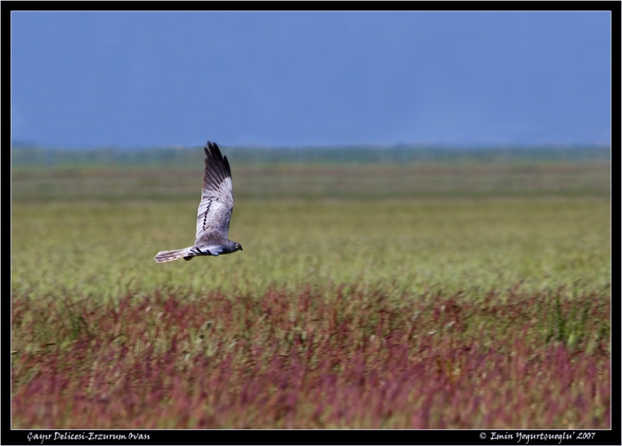 Montagu`s Harrier