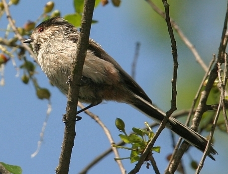 Long-tailed Tit