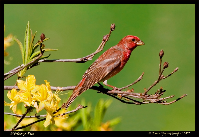 Common Rosefinch