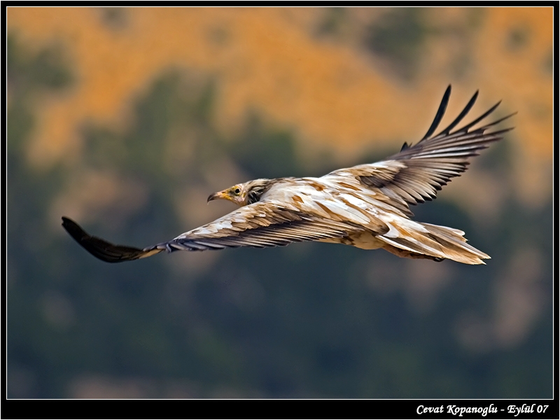 Egyptian Vulture