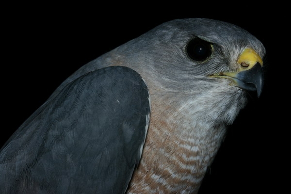 Levant Sparrowhawk