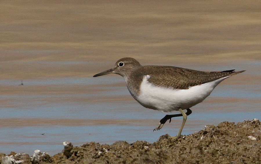 Common Sandpiper