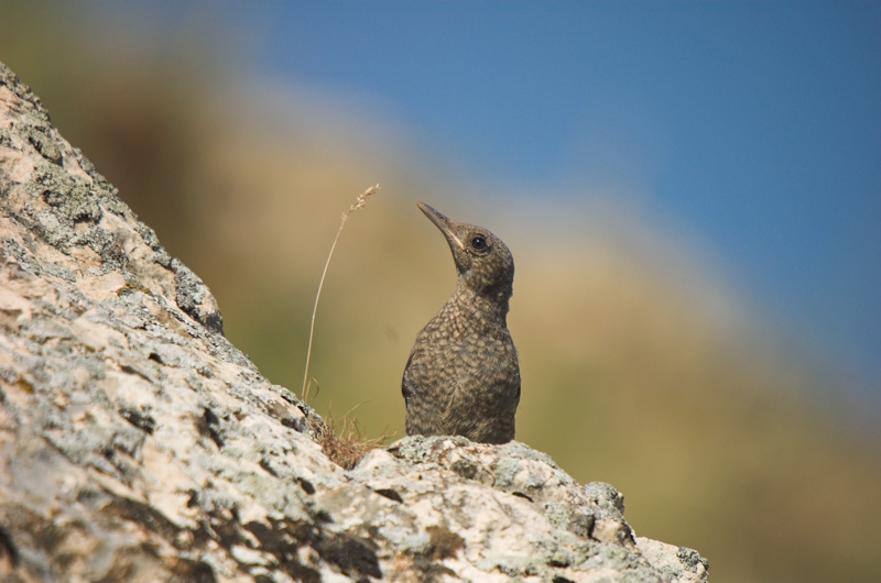 Blue Rock Thrush