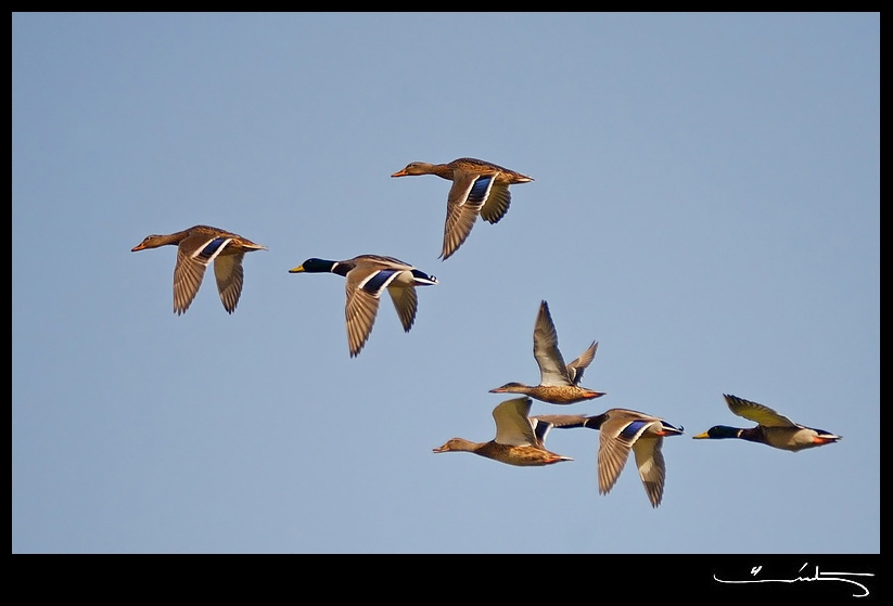 Mallard