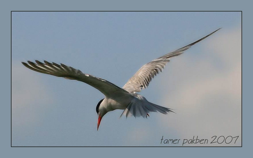 Common Tern