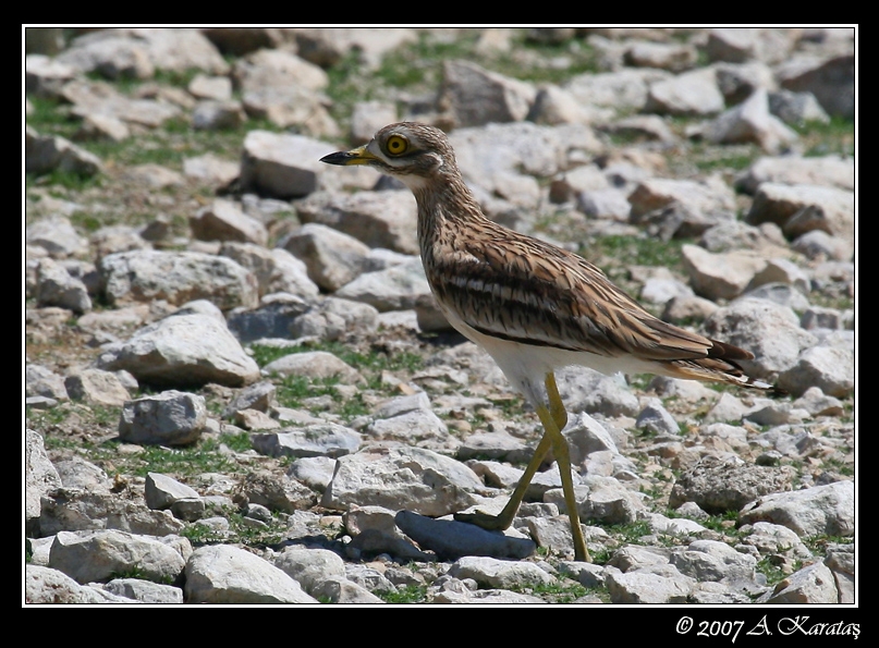 Eurasian Stone-curlew