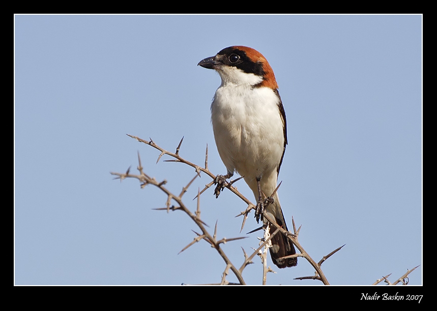 Woodchat Shrike