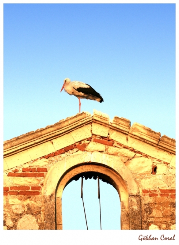 White Stork