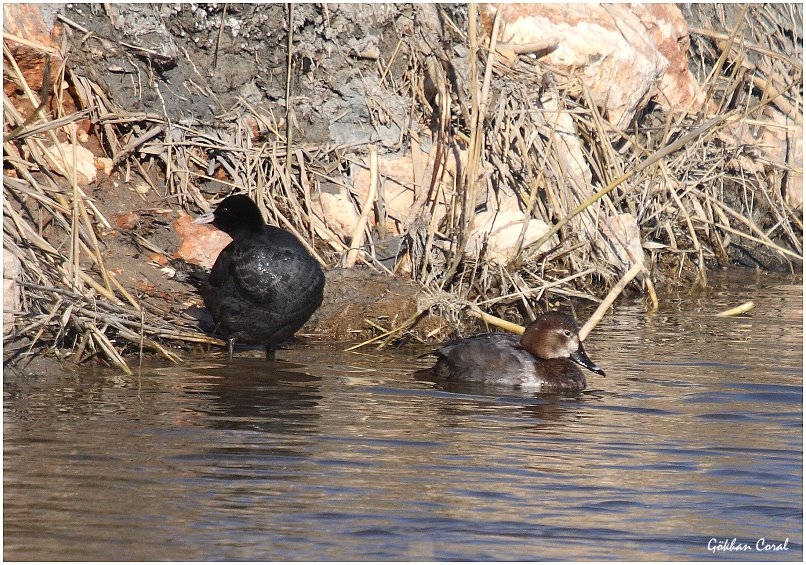 Common Pochard