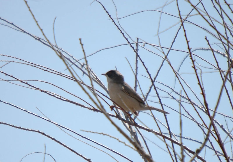 Menetries`s Warbler
