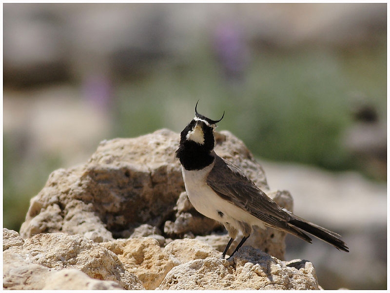 Horned Lark