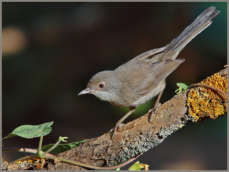 Sardinian Warbler