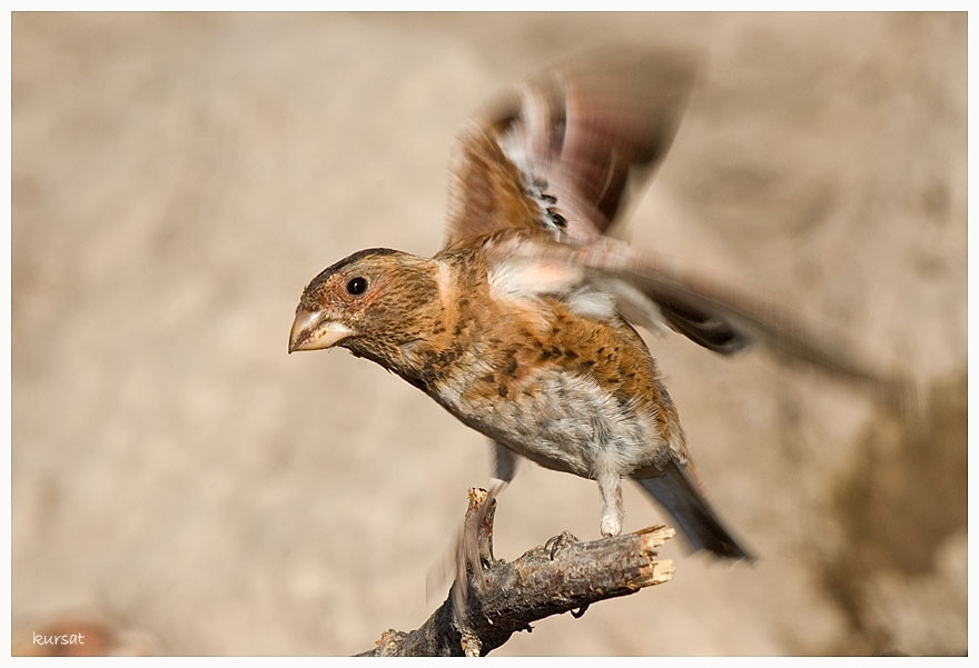 Crimson-winged Finch
