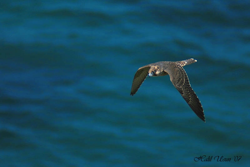 Peregrine Falcon