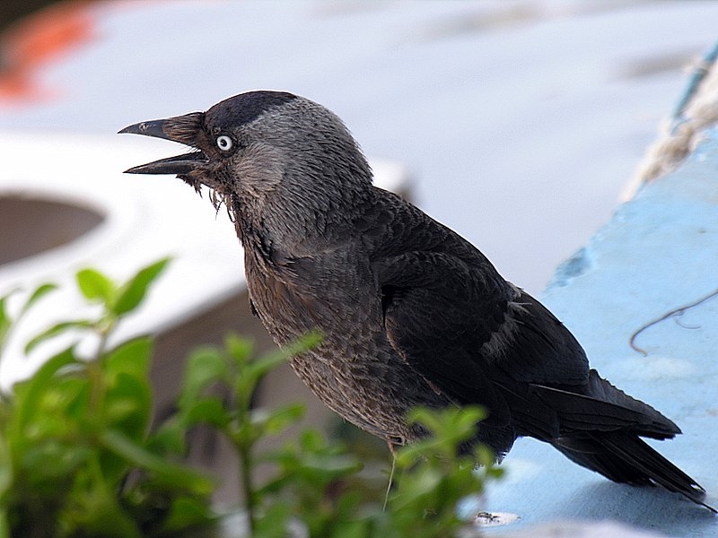 Western Jackdaw