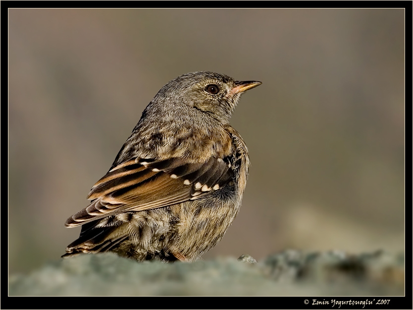 Alpine Accentor