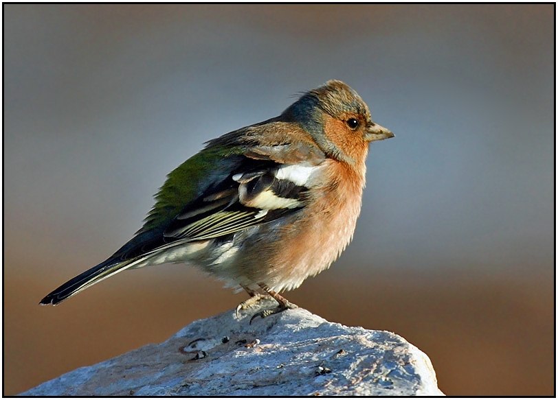 Eurasian Chaffinch