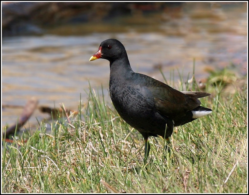 Common Moorhen