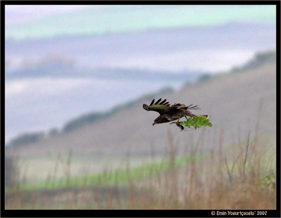 Common Buzzard