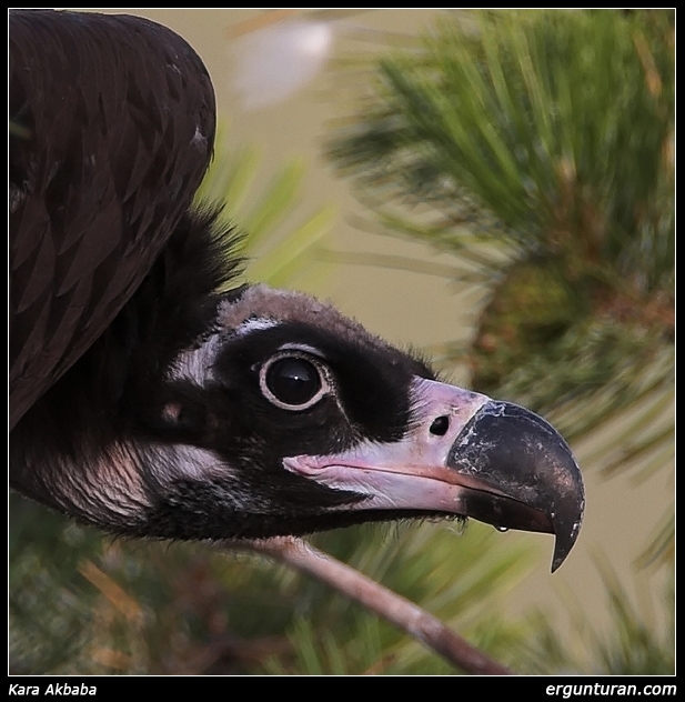 Cinereous Vulture