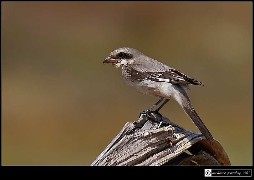 Lesser Grey Shrike