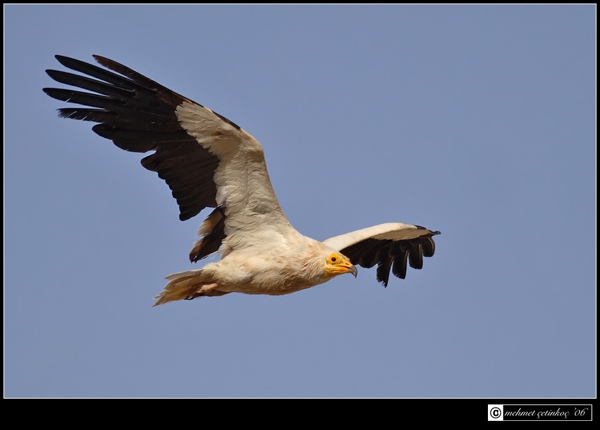 Egyptian Vulture