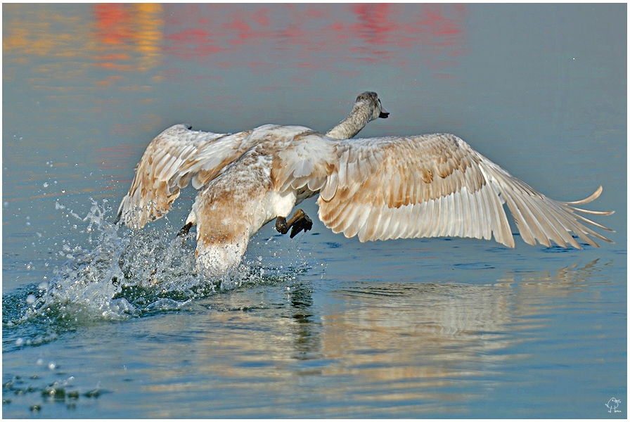 Mute Swan