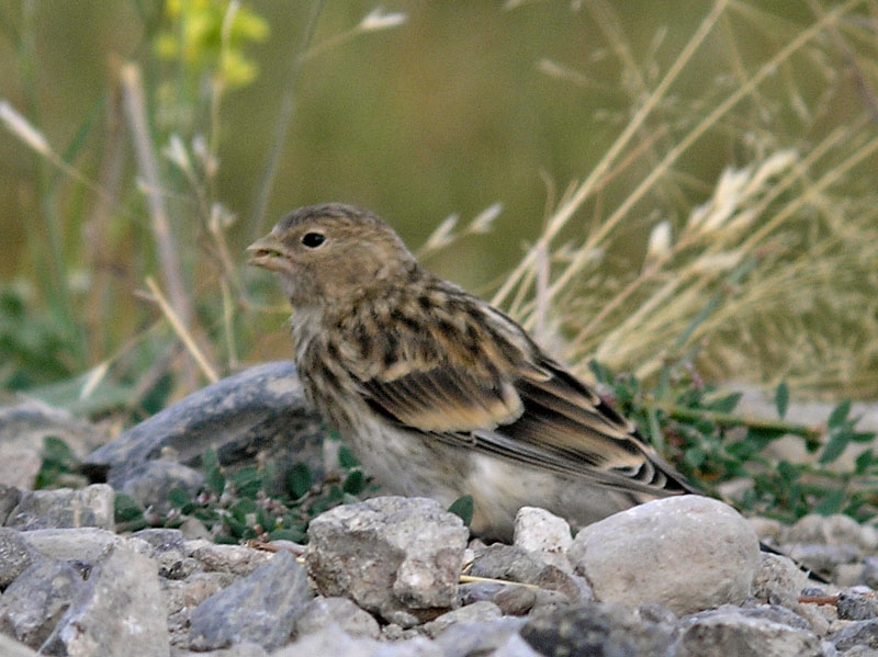 Twite