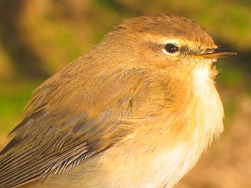 Mountain Chiffchaff