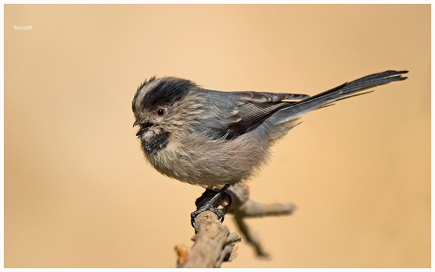 Long-tailed Tit