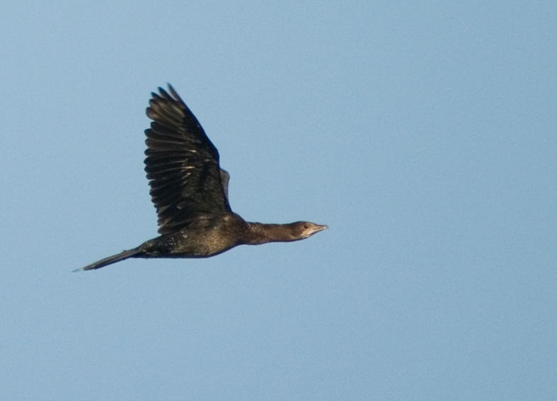 Pygmy Cormorant