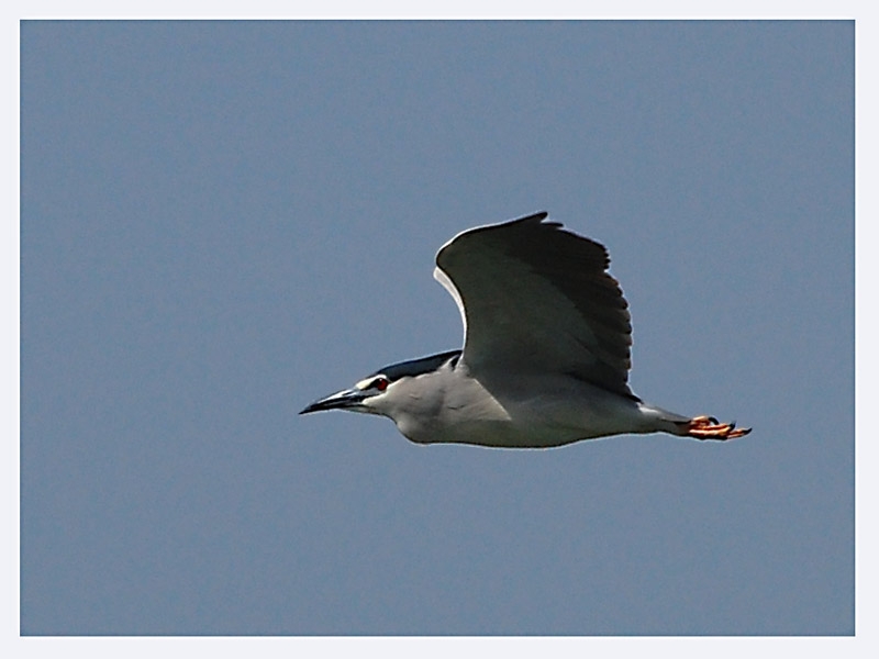 Black-crowned Night Heron