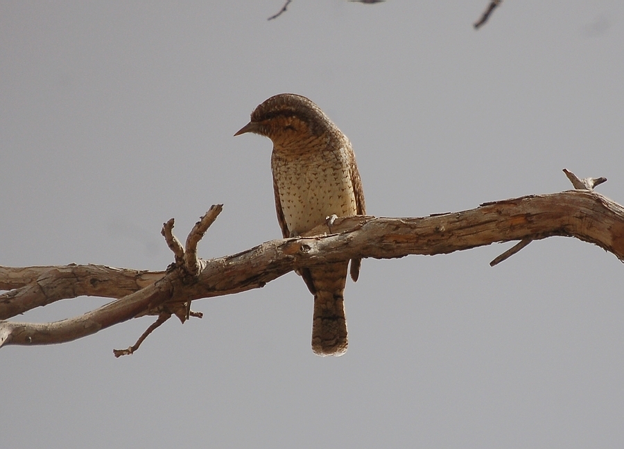 Eurasian Wryneck