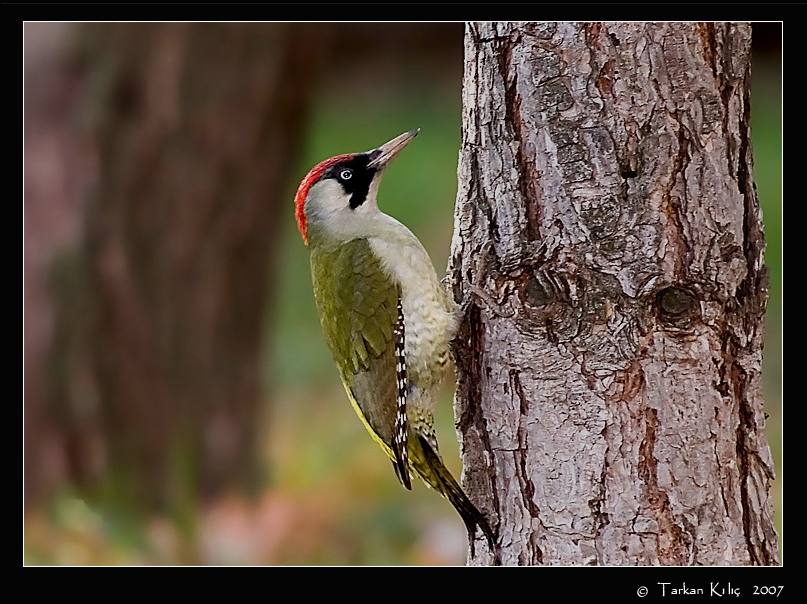 European Green Woodpecker