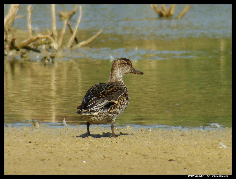 Eurasian Teal