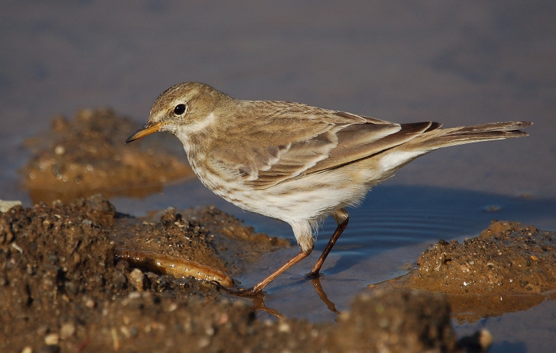 Water Pipit